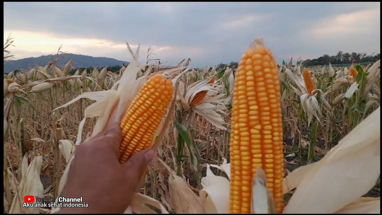 REVIEW PERBEDAAN JAGUNG NK PERKASA VS JAGUNG ADV JAGO USIA 115 HARI SETELAH TANAM SIAP PANEN