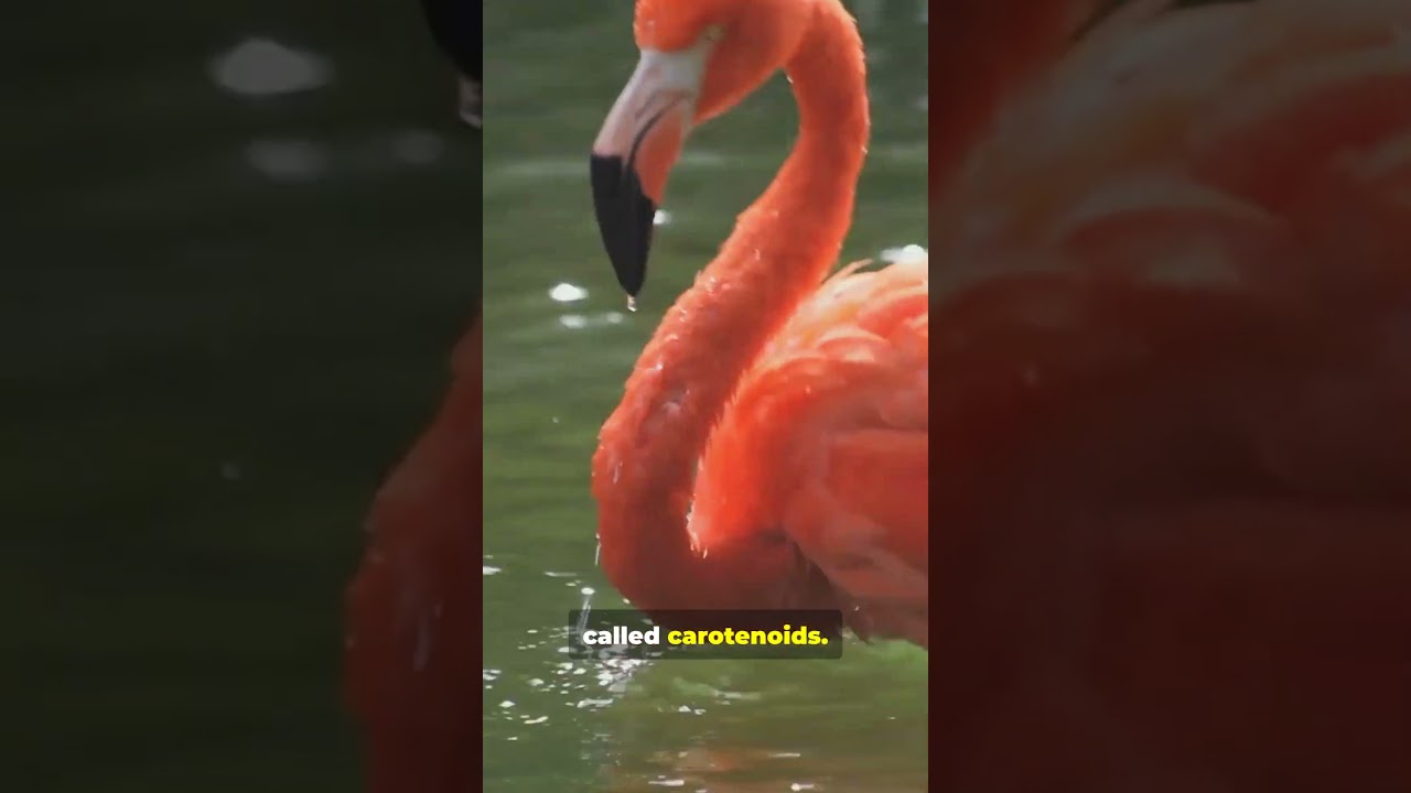 You Won't Believe Why Flamingos Are Pink... #weirdnature #facts #animaltrivia #animals #wildlife