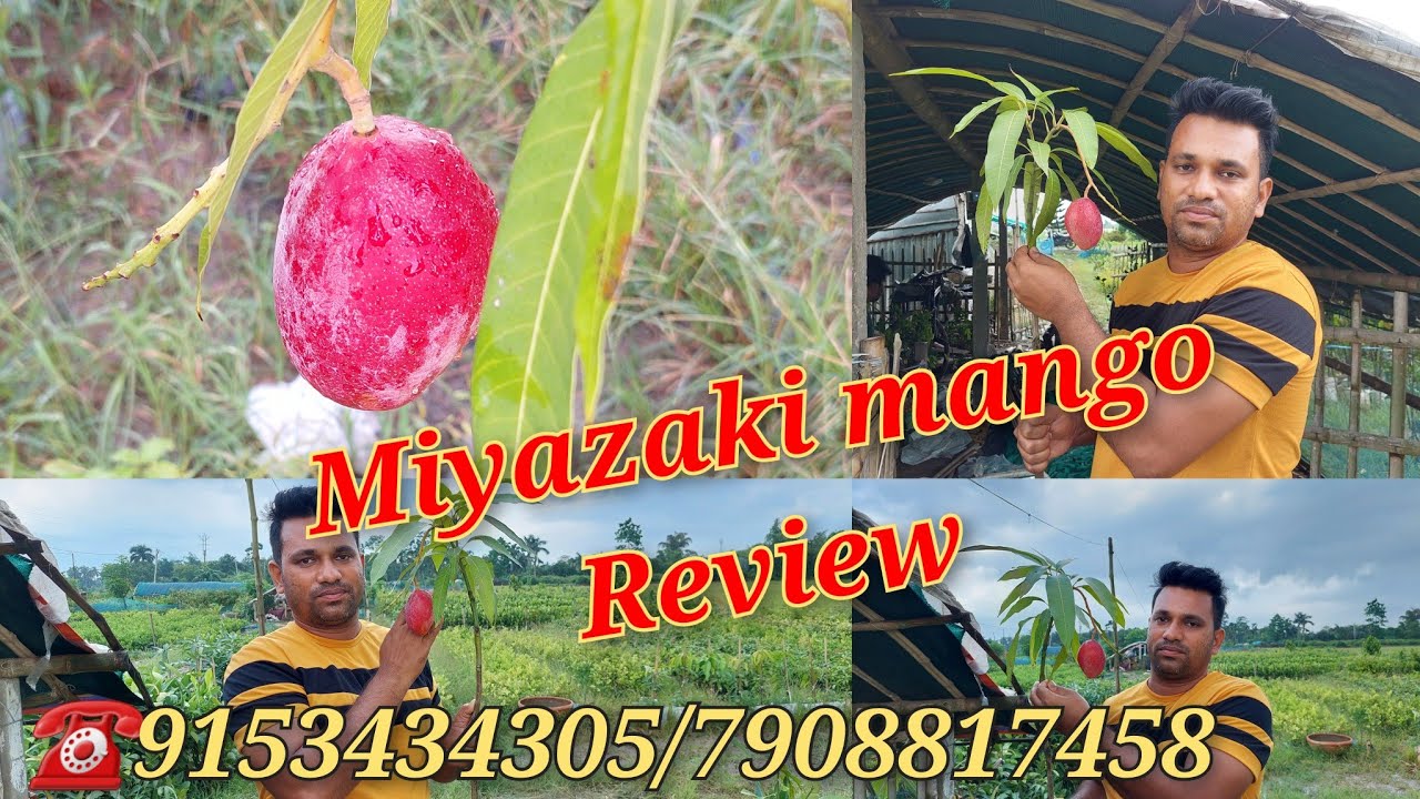 Original Japanese Miyazaki mango review 🔥🔥Call☎️9153434305/7908817458