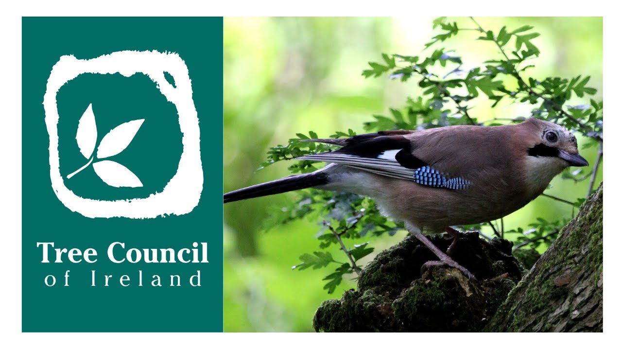 Woodland Birds in Ireland