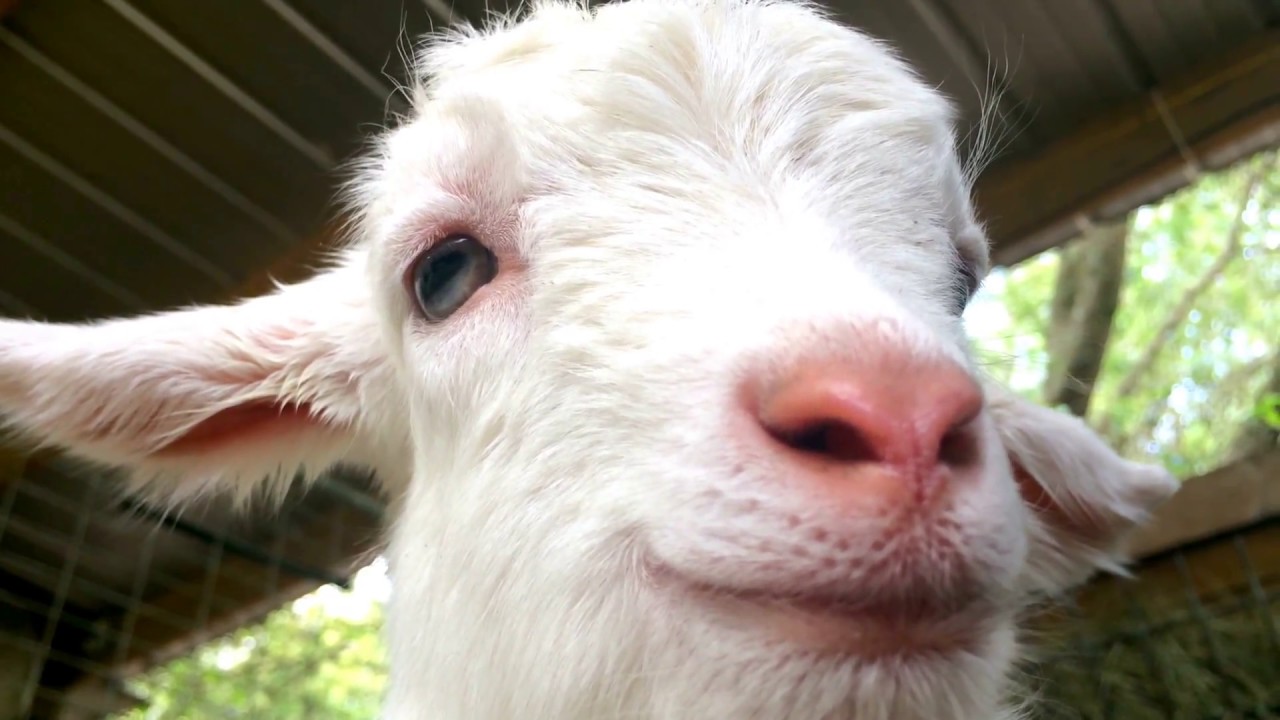 Cute Smiling Baby Goat Fainting, Falling Asleep!!