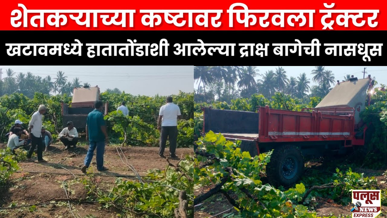 शेतकऱ्याच्या कष्टावर फिरवला ट्रॅक्टर;खटावमध्ये धक्कादायक प्रकार द्राक्ष बागेची नासधूस