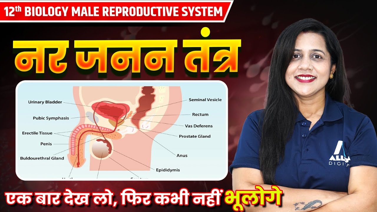 नर जनन तंत्र Class 12 Biology✅ मानव जनन | Male Reproductive System Diagram With Explanation in Hindi