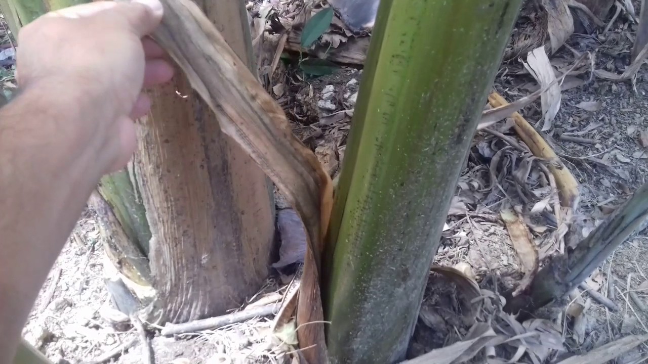 DESGUASQUE DEL CULTIVO DE PLATANO