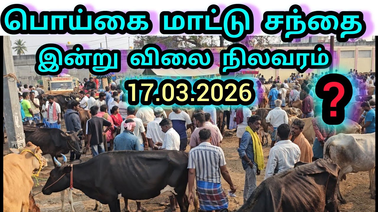 பொய்கை மாட்டு சந்தை இன்று 17.3.2026 விலை நிலவரம் poigai maatu santhai 