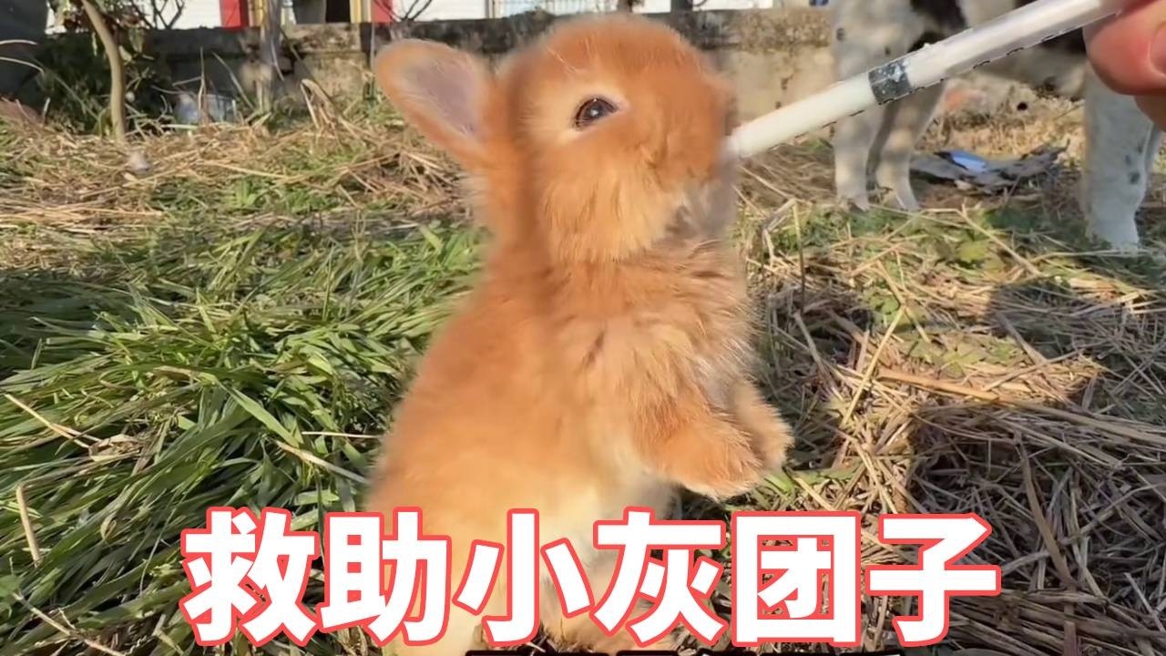 狗子把兔妈吓跑了，天越来越冷，就让“兔爸”来照顾这两种小兔吧🐰！【蒙面鸟哥】