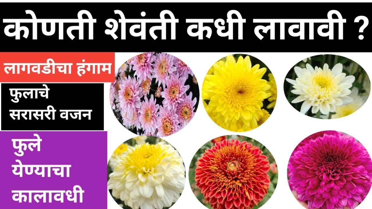 शेवंती लागवडीचा हंगाम / फुले काढणीचा कालावधी / फुलाचे सरासरी वजन संपूर्ण मार्गदर्शन/ chrysanthemum