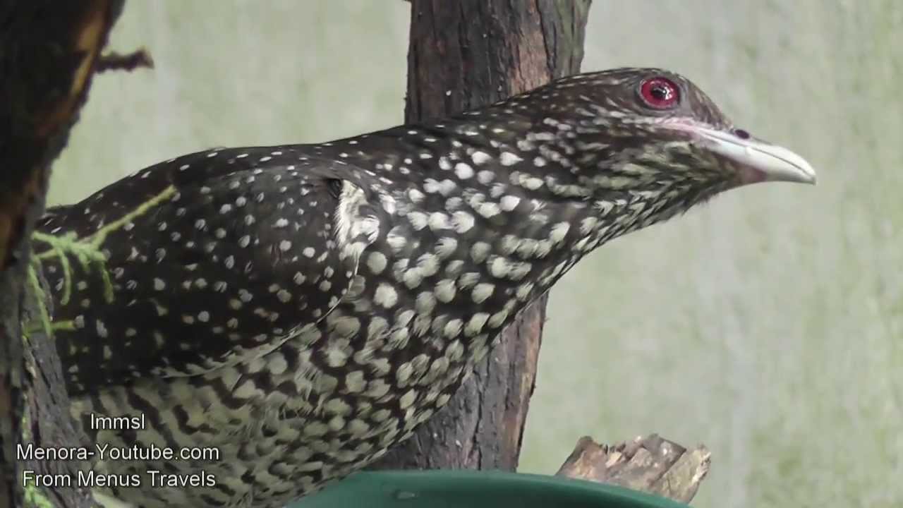 Asian Koel - Amazing Female Asian Koels