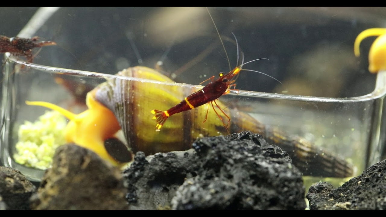 Sulawesi Shrimp Tank Parameters