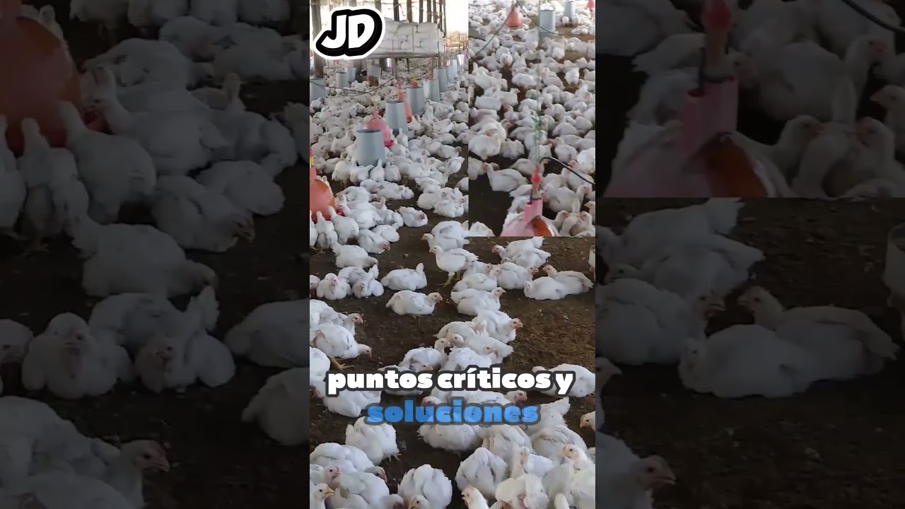 cría de pollos