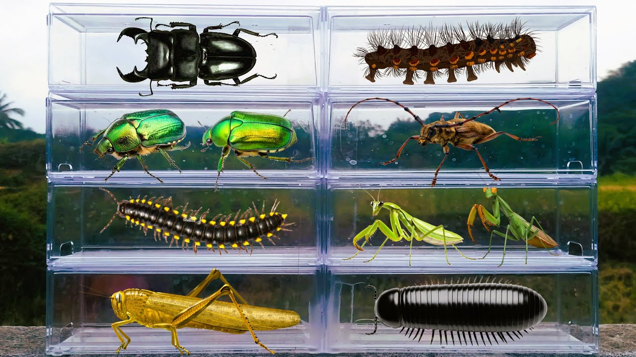 I am catching for insects in the garden I found a Caterpillar, Praying Mantis, Giant Millipede