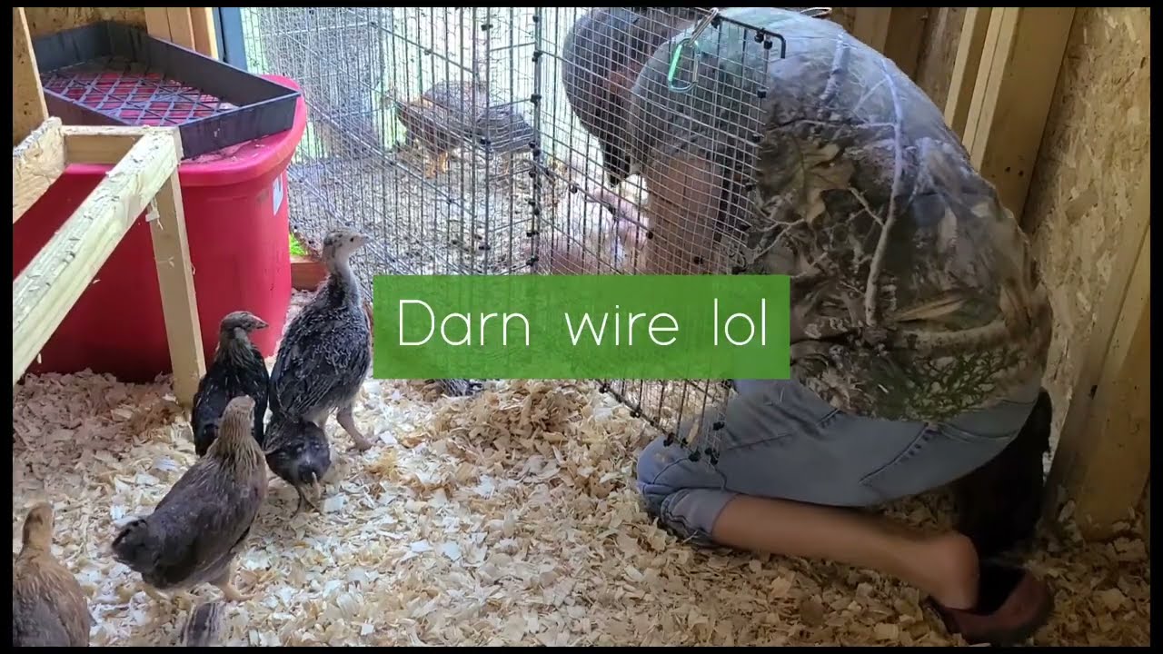 MOVING DAY | New Chicks to their NEW COOP