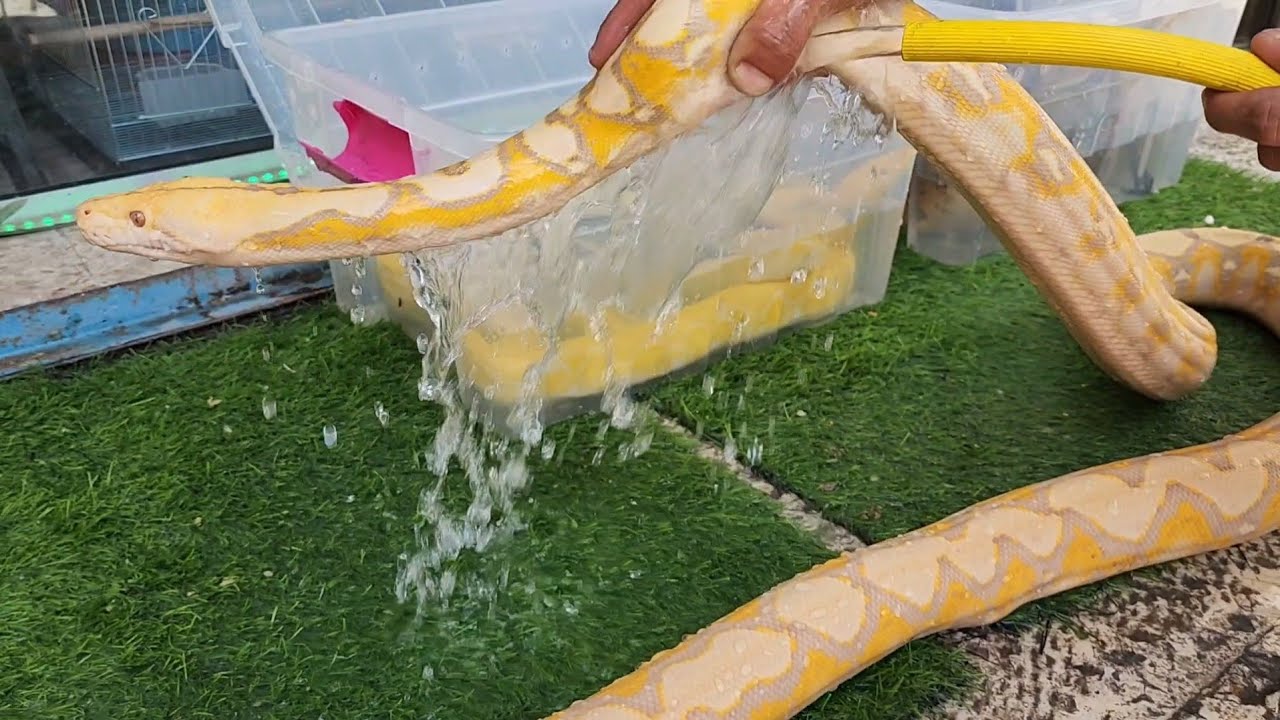 اخراج الافاعي الاستحمام وسباحه مع معتز مطور