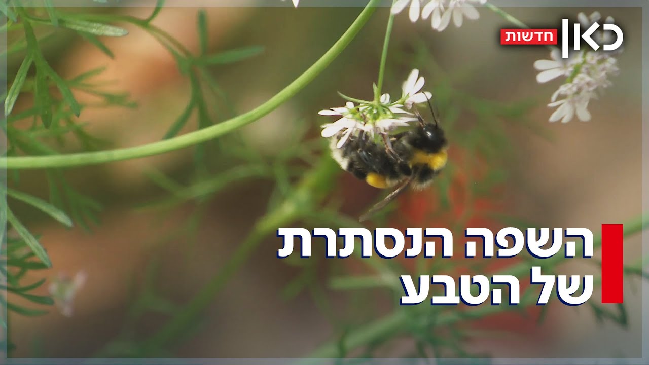 חרקים מאזינים לצמחים: מחקר ישראלי חושף לראשונה את השפה הנסתרת של הטבע