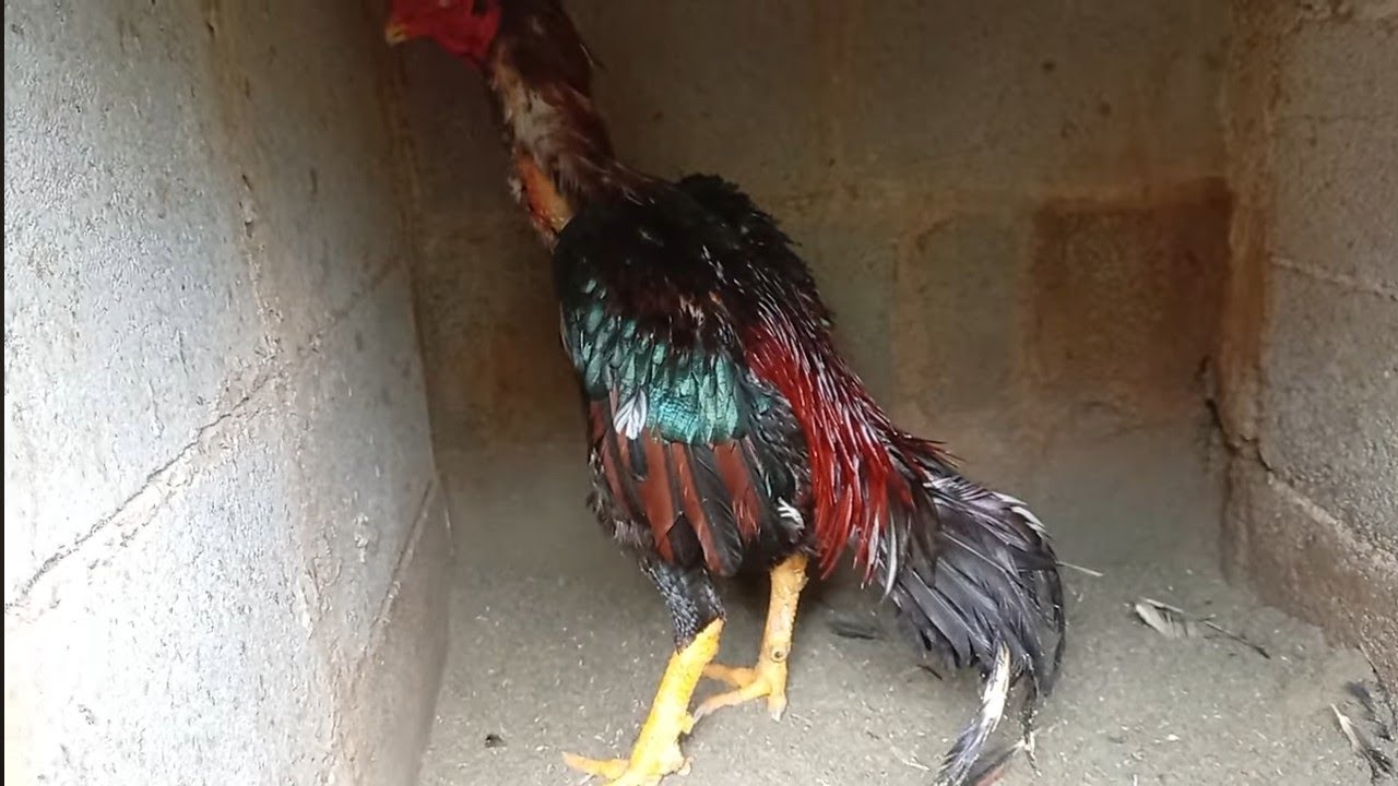 Bora pra mais um  vídeo 👍🏻