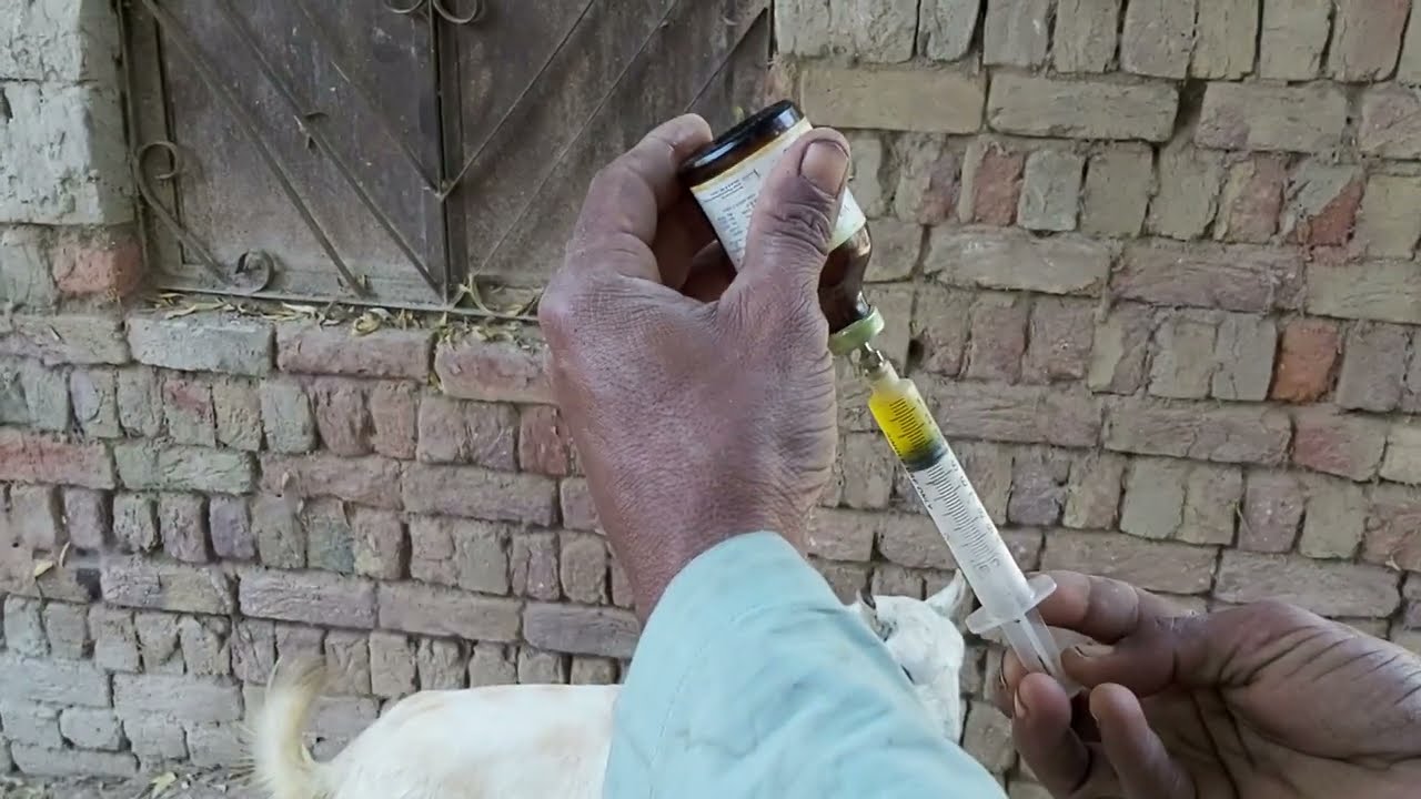 Goat fever treatment