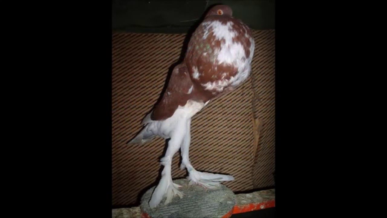 Best Breed of Pigeons: The English Pouter