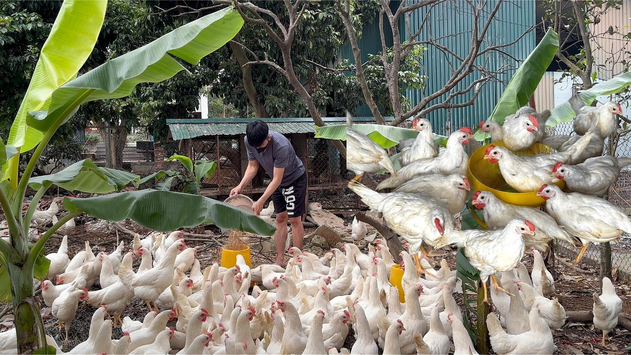 A Day Feeding 7,000 Chickens on Our Poultry Farm | Real Farm Life