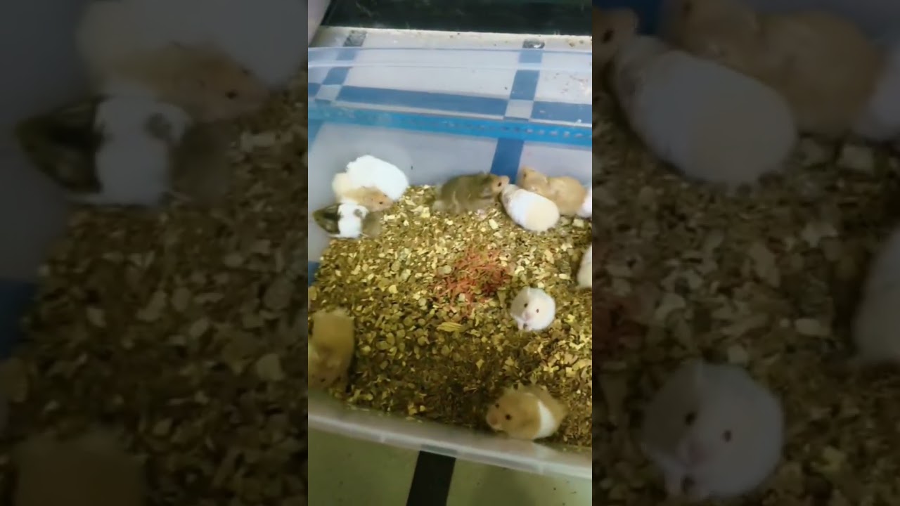 hamster big big sige