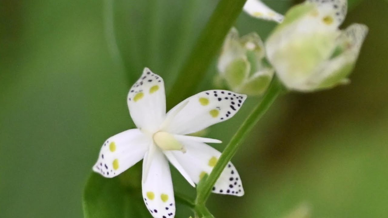 秋の花を観に　　たじま高原植物園