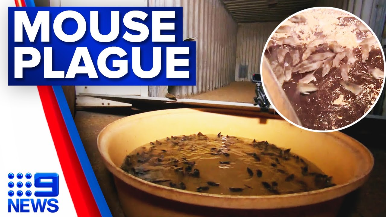 Thousands of mice captured in giant water trap on NSW farm | 9 News Australia