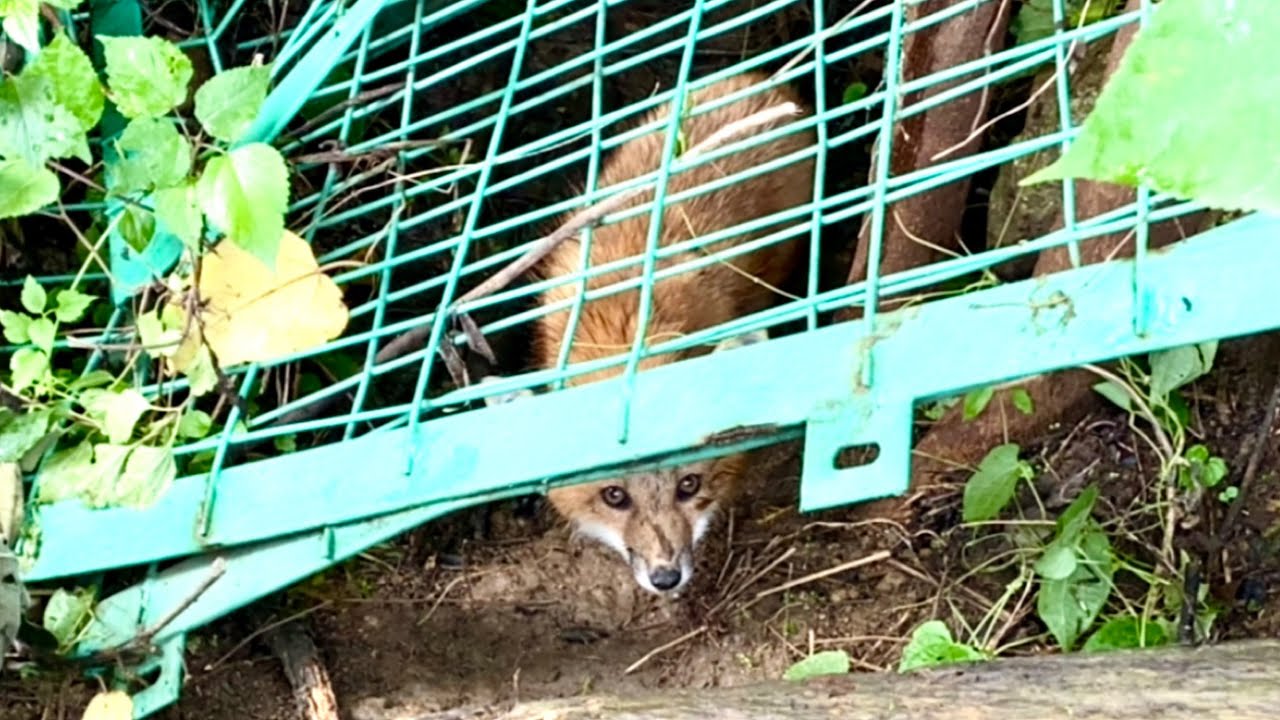 Я так потрясен! Лиса 🦊 внезапно ворвалась в мой дом, и кажется, что она хочет остаться.🦊🥰😘❤👍👍👍
