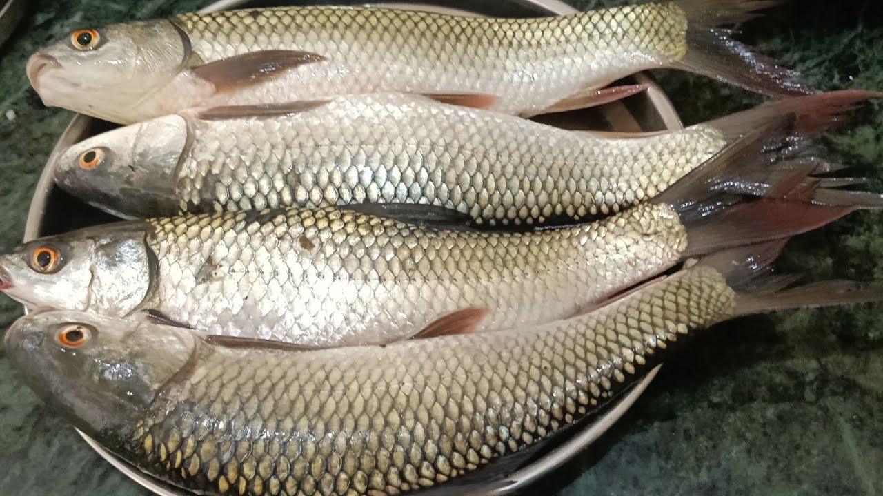আলু দিয়ে মৃগেল মাছের ঝোল রান্না। Mrigel fish curry recipe । Nisa kitchen ।