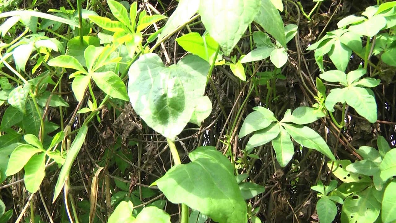 消滅綠癌小花蔓澤蘭 林管處一公斤五元收