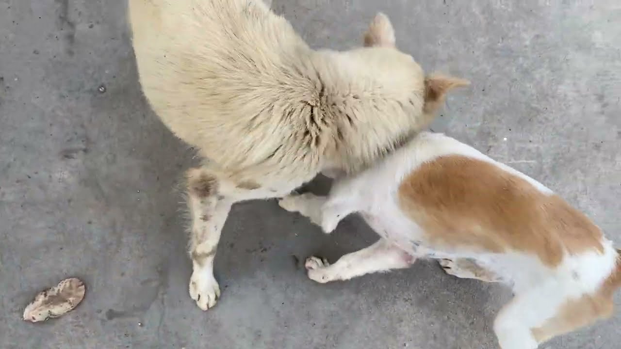 Happy puppy golden dog play outside home with male neighbors dog #goldenretreivers #animals #dogs 