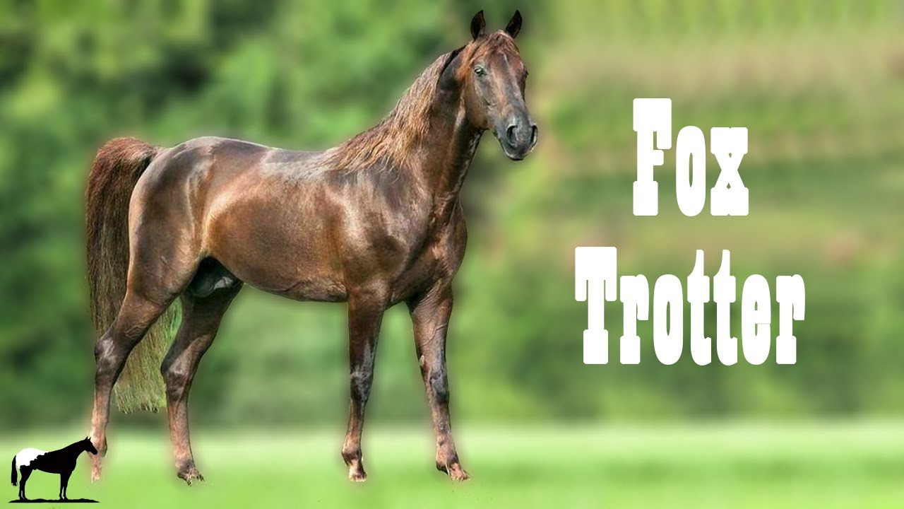 Un Caballo Para Delicados 