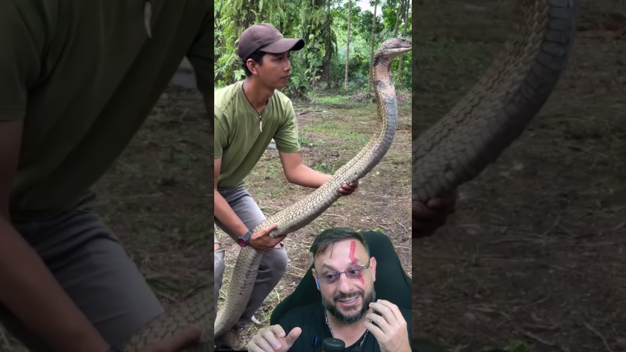 Gigantesca Cobra-rei, a maior cobra pe&ccedil;onhenta do mundo #kingcobra #biologohenrique #biologo