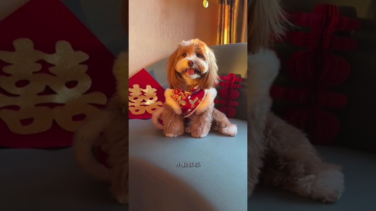 Today the little dog received a romantic task#They are not only pets but also family membe