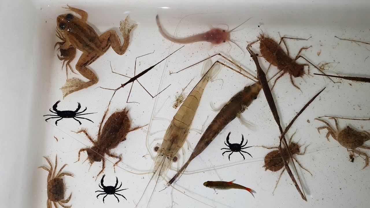 Collecting and observe aquatic insect in rural [ Small frog, shrimp, crab, fish ]