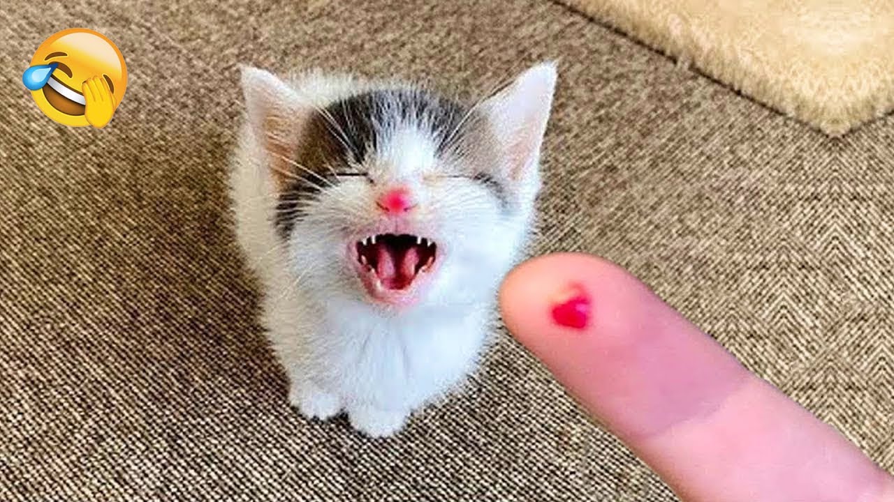 You Laugh You Lose 🛸 The Best Funniest Cats and Dogs Moments Caught on Camera 🐶 🐈‍⬛ Part 9