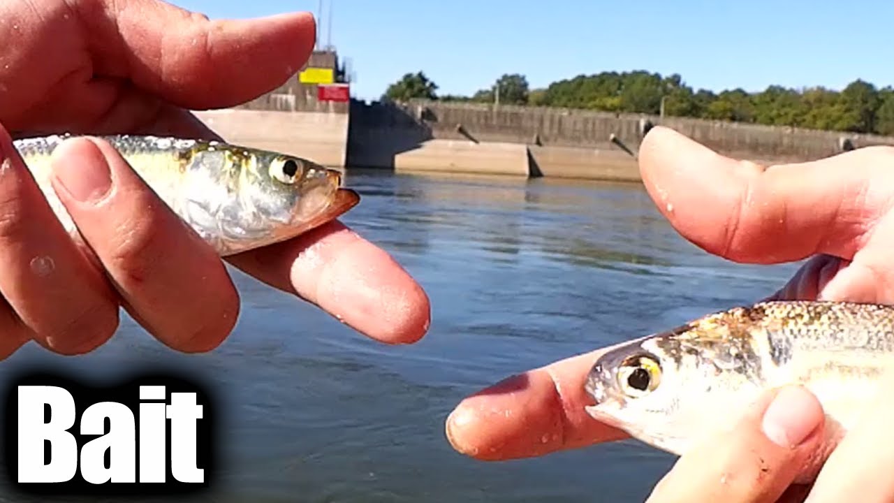 How To Catch Bait the EASY Way & The best Lure for Catching Bait!
