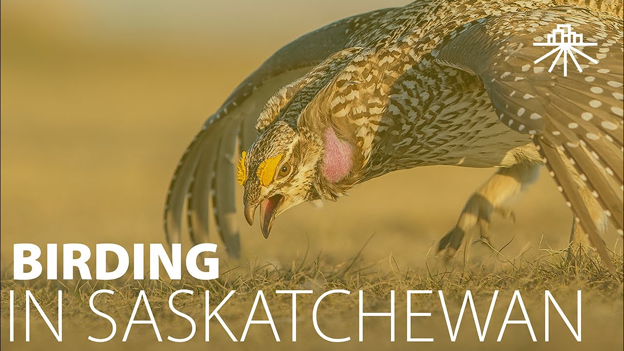 Saskatchewan Birding Tours with Stan Shadick