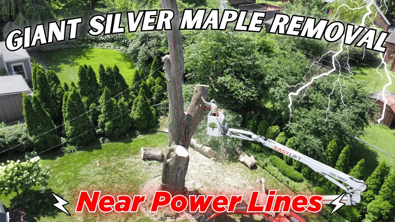 NO ONE ELSE WANTED TO REMOVE THIS TREE | SILVER MAPLE REMOVAL | NEXT TO POWER LINES | GOPRO + DRONE