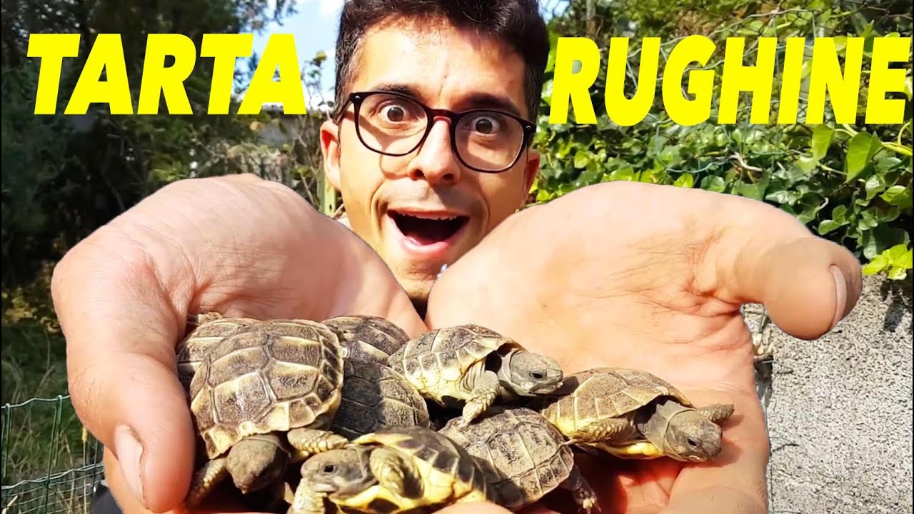 Sono Nate Le Mie 10 Tartarughine Fatto Eccezionale