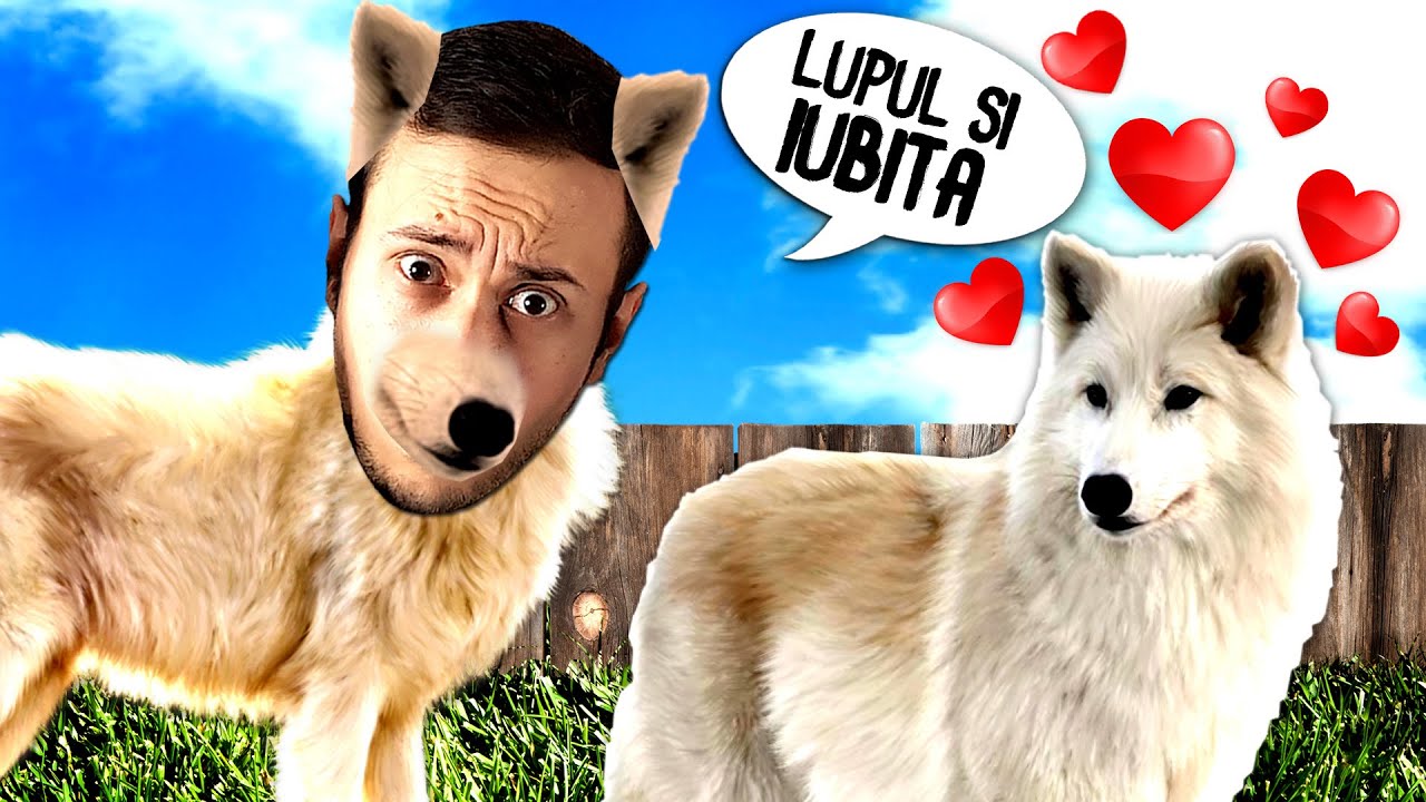 Viata LUPULUI cu IUBITA !