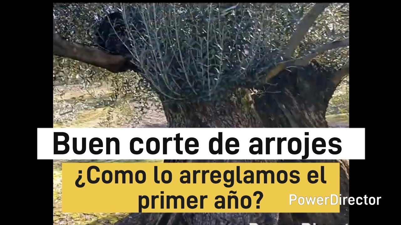 Como arreglamos los cortes de arrojes a los olivos el primer año.