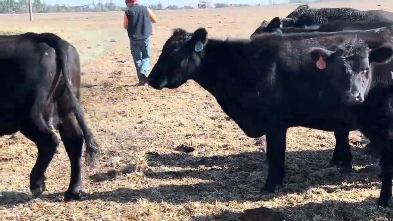 Feeding the Herd! 