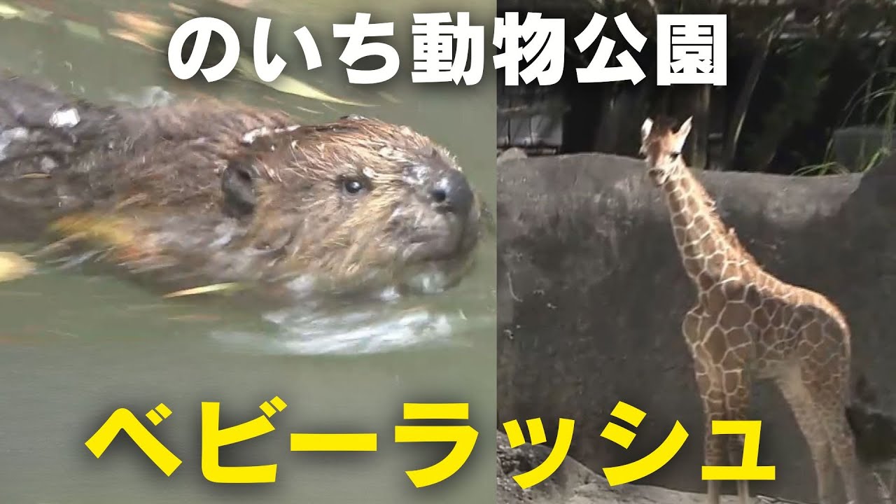 「ベビーラッシュの高知県立のいち動物公園 アメリカンビーバーとアミメキリンの赤ちゃんの愛称を募集」2025/4/11放送