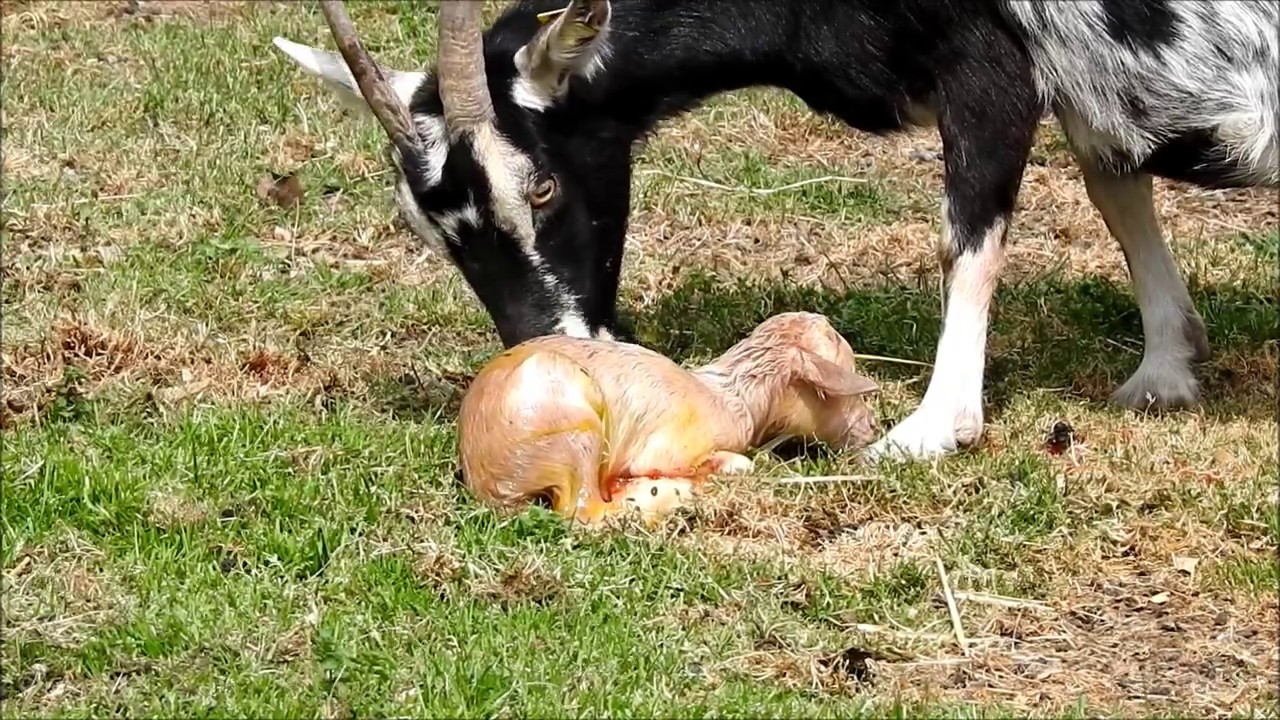 2017 05 23 Film Geboorte van 3 jonge geitjes