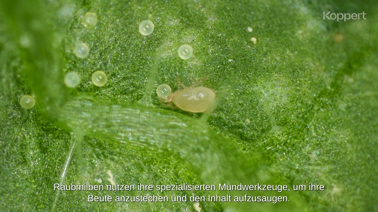 Ein Blick in den „Arbeitsalltag“ der Raubmilbe Neoseiulus californicus (Spical)