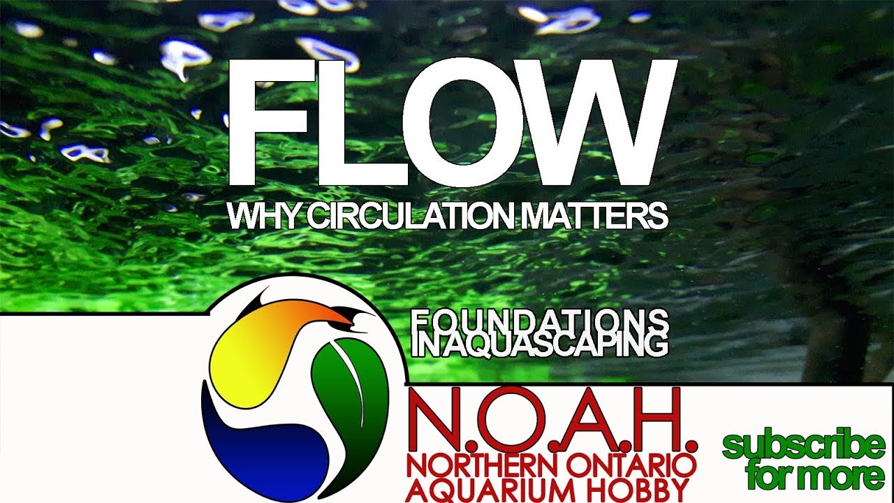 Aquarium Flow 🌿 Why Water Circulation Matters🌿 Foundations in Aquascaping