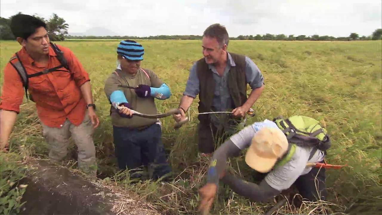 Cobra Catching in the Philippines!