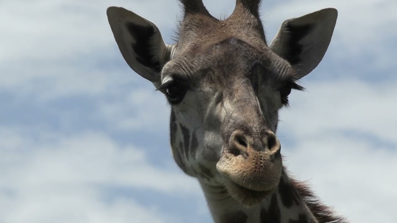 A day in the Mara Triangle