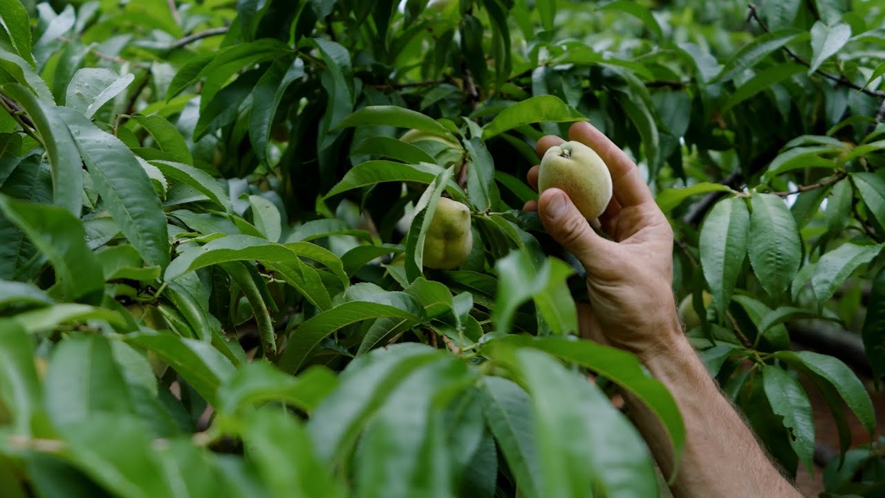 UVA Pavilion Gardens Offer a Fruitful Visit to Grounds