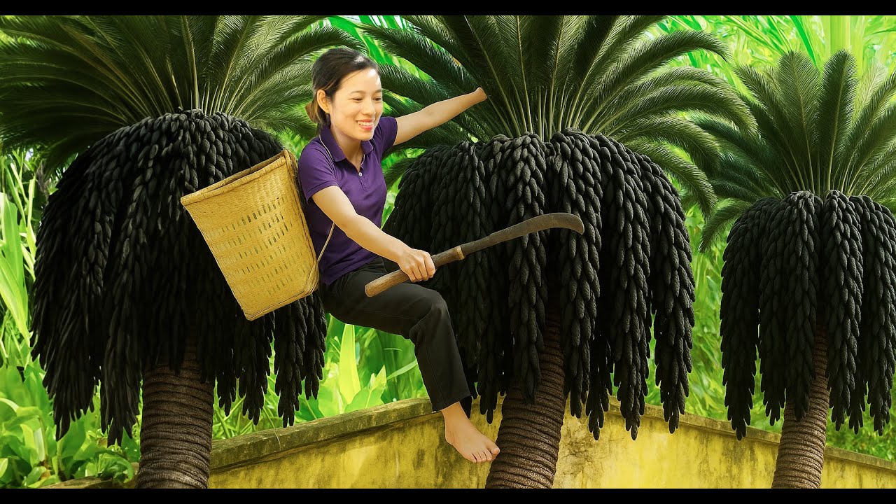 Unbelievable! Harvesting Strange Black Nhội Fruit From Ancient Trees 🌳🖤 go to market sell