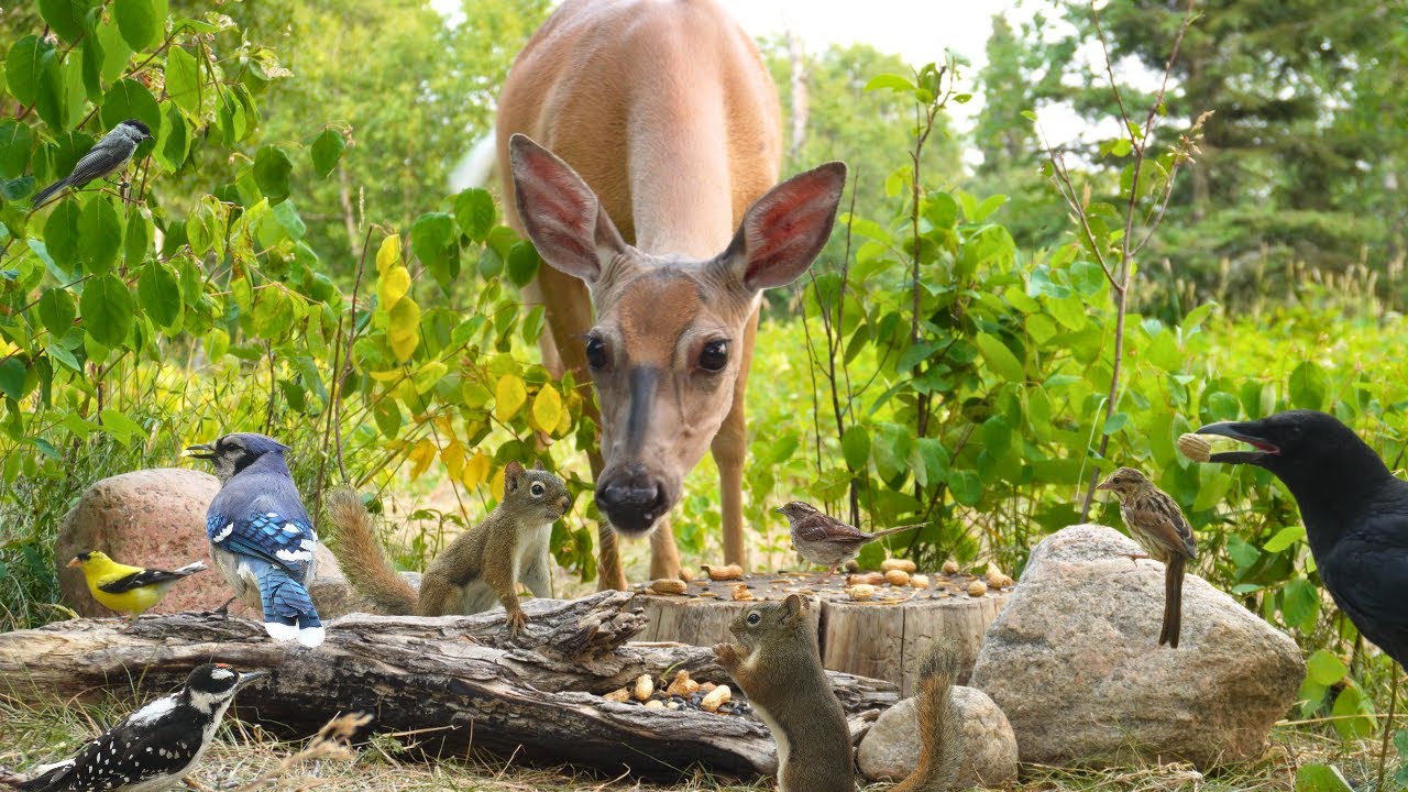 Dog TV • Cat TV - Wildlife in a Meadow 🦌 Relaxing Nature Video With Deer, Squirrels & Birds